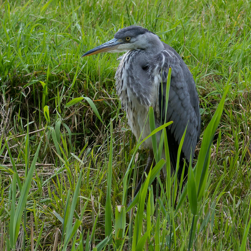 Blauwe Reiger